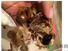黑蒜可以補身體嗎？怎么自制黑蒜？