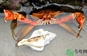 河蟹死了一天能吃嗎？河蟹死了多久不能吃？