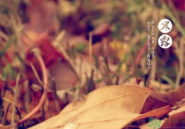 寒露是什么意思？寒露是幾月幾日