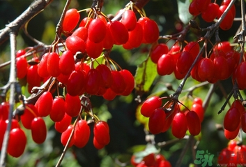 茱萸是什么？重陽(yáng)節(jié)為什么要插茱萸？