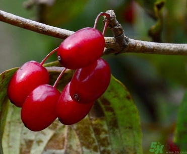 茱萸是什么？重陽(yáng)節(jié)為什么要插茱萸？