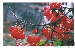 茱萸是什么？重陽(yáng)節(jié)為什么要插茱萸？