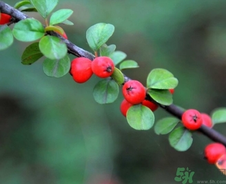 茱萸是什么？重陽(yáng)節(jié)為什么要插茱萸？