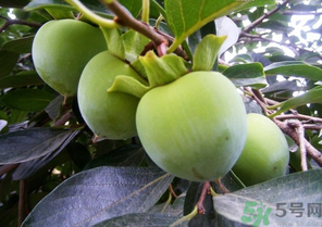 青柿子怎么吃？青柿子能吃嗎？