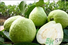 芭樂怎么吃？芭樂的營養(yǎng)價(jià)值與功效