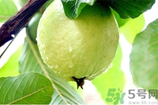 芭樂怎么吃？芭樂的營養(yǎng)價(jià)值與功效