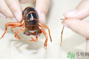 活蝦怎么處理干凈蝦線？活蝦怎么去蝦線？