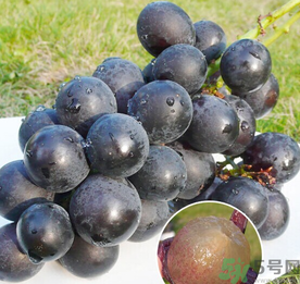 巨峰葡萄怎么保存？巨峰葡萄可以放多久？