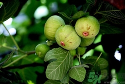無(wú)花果可以空腹吃嗎?空腹吃無(wú)花果好嗎