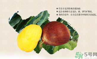 板栗和什么一起泡酒好？板栗泡酒的功效與作用有哪些？