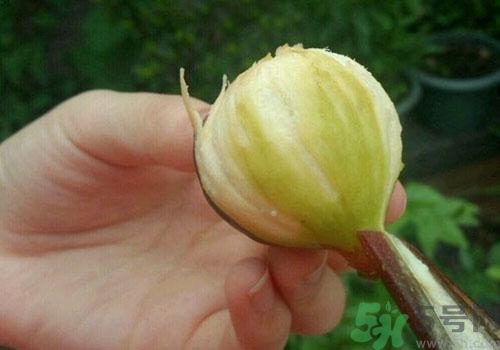 吃無花果要剝皮嗎？吃無花果皮有什么好處？