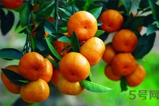 橘子可以多吃嗎？橘子吃多了會(huì)怎樣？