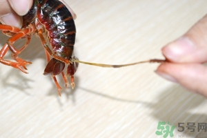 活蝦怎么處理干凈蝦線？活蝦怎么去蝦線？