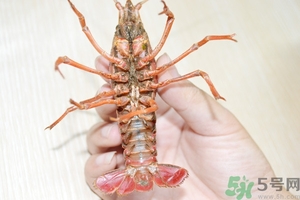 活蝦怎么處理干凈蝦線？活蝦怎么去蝦線？