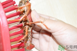 活蝦怎么處理干凈蝦線？活蝦怎么去蝦線？