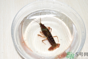 活蝦怎么處理干凈蝦線？活蝦怎么去蝦線？