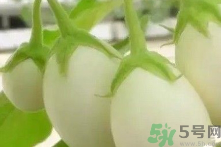 蛋樹是什么？蛋樹可以吃嗎？