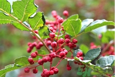 花椒可以治療打鼾嗎？花椒的好處有哪些？