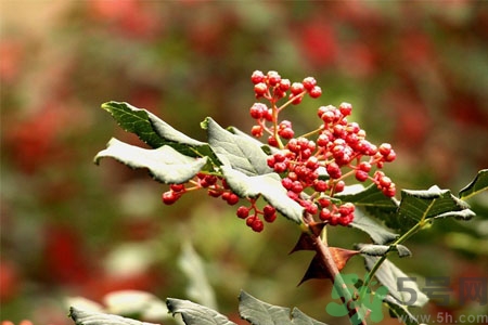 花椒可以治療打鼾嗎？花椒的好處有哪些？