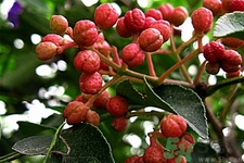 花椒可以治療打鼾嗎？花椒的好處有哪些？