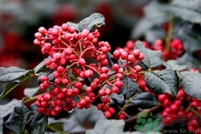 花椒可以治療打鼾嗎？花椒的好處有哪些？