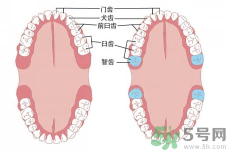 智齒拔了好不好？智齒能不拔嗎？