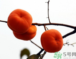 吃柿子會(huì)胖嗎？柿子吃多了會(huì)胖嗎？