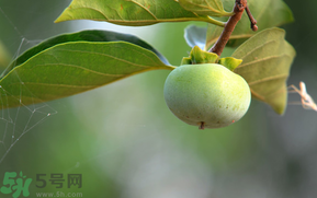 孕婦可以吃青柿子嗎？青柿子孕婦可以吃嗎？