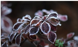 霜降為什么要吃柿子？霜降吃柿子有什么好處？