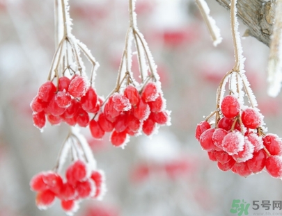 霜降為什么要吃柿子？霜降吃柿子有什么好處？
