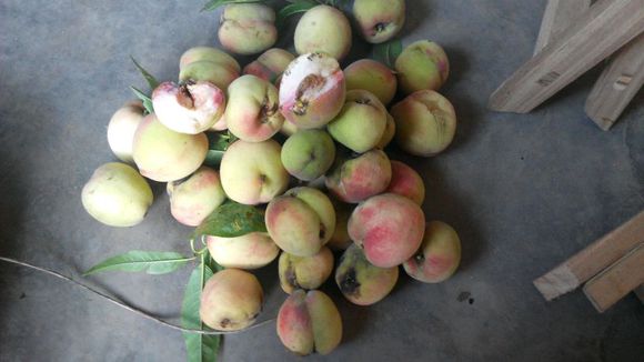 野桃子能吃嗎？野桃子核的功效與作用