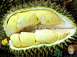 月經(jīng)期間可以吃榴蓮嗎？來月經(jīng)可以吃榴蓮嗎？
