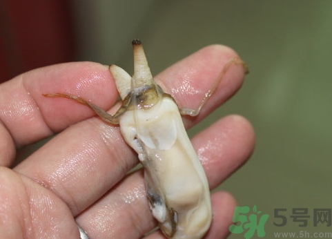 蟶子肚子里黑的能吃嗎？蟶子肚子里黑的是什么？