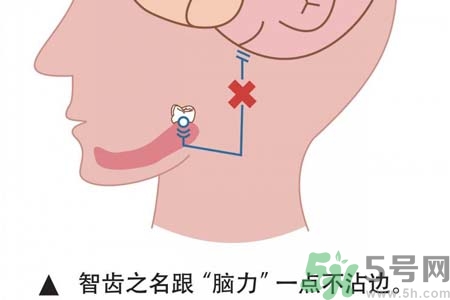 智齒拔完后有個洞怎么辦？拔智齒后有個洞多久能長好？