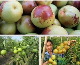 冬棗什么時(shí)候上市？冬棗是什么季節(jié)的？