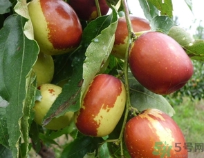 冬棗是轉(zhuǎn)基因食品嗎？冬棗是哪里的特產(chǎn)？