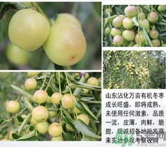 冬棗可以冷凍嗎？冬棗可以曬干保存嗎？