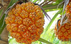 山菠蘿怎么吃？山菠蘿的功效與作用