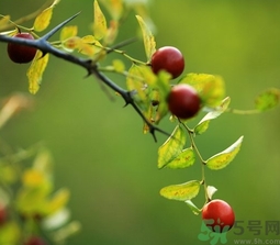 酸棗什么時(shí)候成熟？酸棗什么時(shí)候上市？