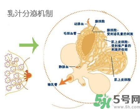 乳汁是怎樣形成的？怎樣才能讓乳汁更多？