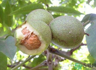 新鮮核桃吃多了會(huì)怎么樣？新鮮核桃吃多了會(huì)上火嗎？