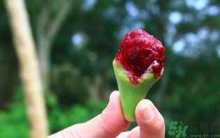 仙人掌果怎么吃？仙人掌果的功效和作用
