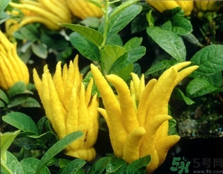 佛手果孕婦可以吃嗎？佛手果的功效與作用