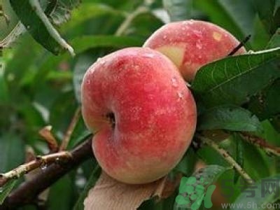 蟠桃孕婦可以吃嗎？蟠桃和水蜜桃的區(qū)別