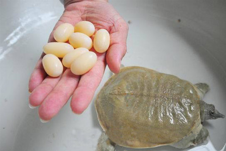 小孩能吃甲魚嗎？小孩能吃甲魚蛋嗎？