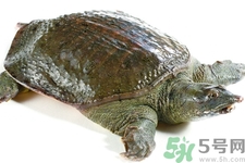 甲魚怎么殺？甲魚怎么處理？
