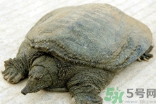 喝甲魚血能治陽痿嗎？甲魚血能喝嗎？