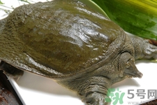 甲魚(yú)怎么吃最有營(yíng)養(yǎng)？甲魚(yú)怎么吃最補(bǔ)身體？