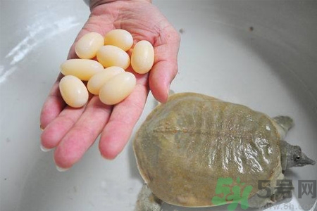 甲魚蛋怎么保存？甲魚蛋可以放冰箱嗎？