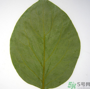 柿子葉能治糖尿病嗎？柿子葉茶能降血糖嗎？